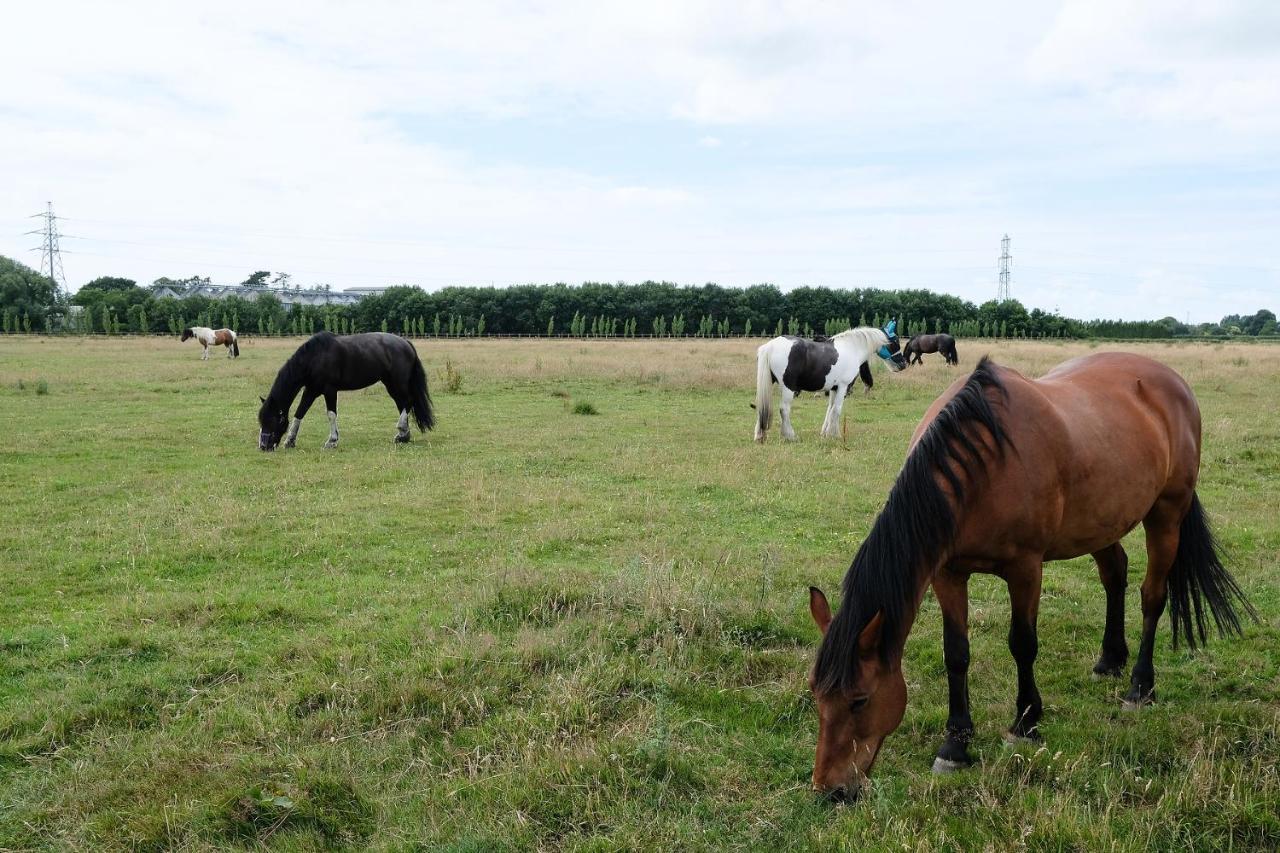 Willowbrook Riding Centre Chichester Exterior foto